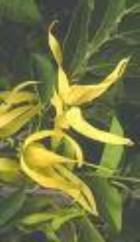 YLANG YLANG EXTRA ESSENTIAL OIL